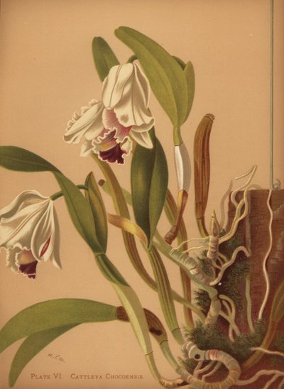 The Beautiful Cattleya or Azucenas, Cattleya Quadricolor by Unknown